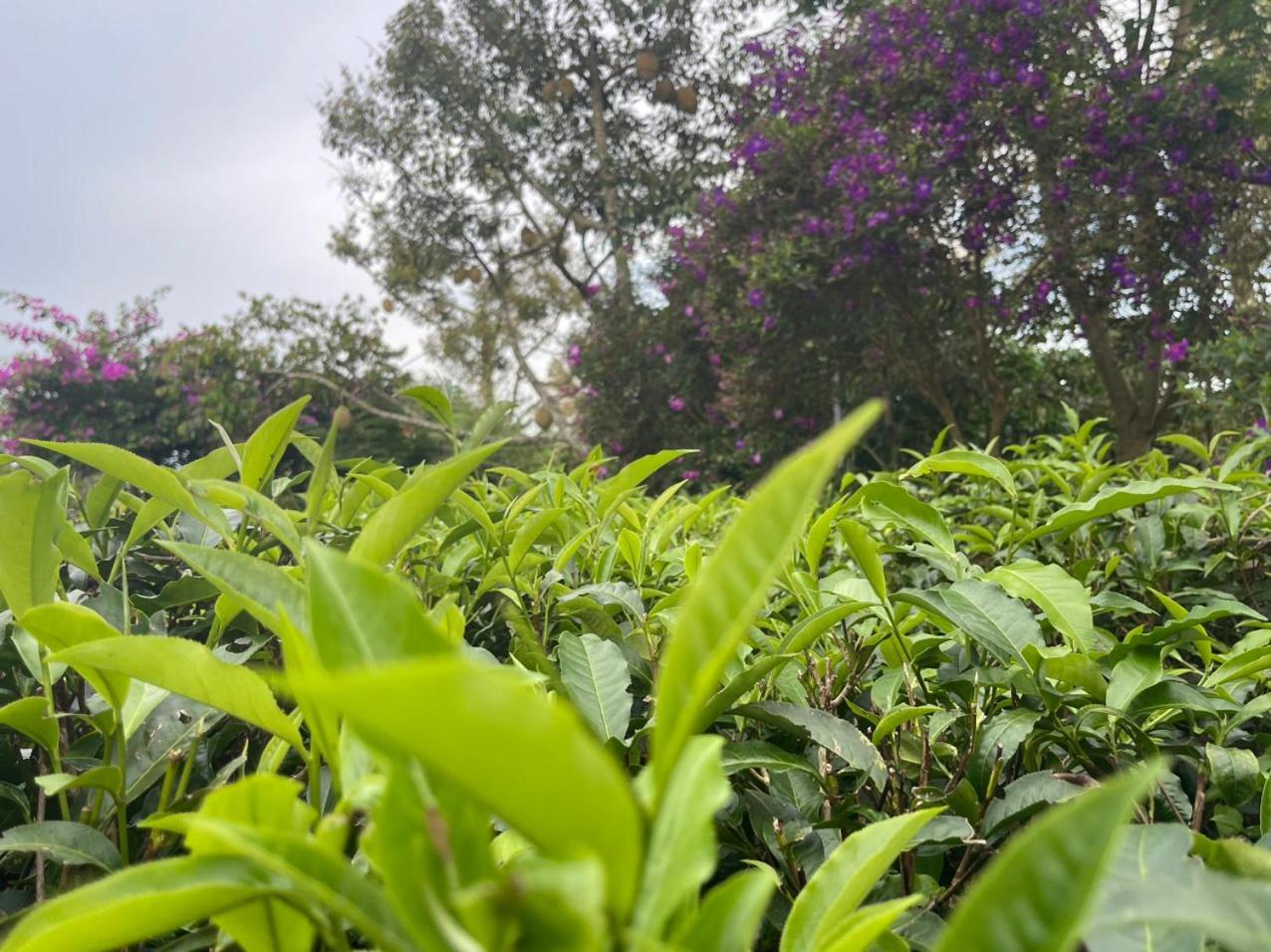 Tea Garden House Villa Bảo Lộc Eksteriør billede