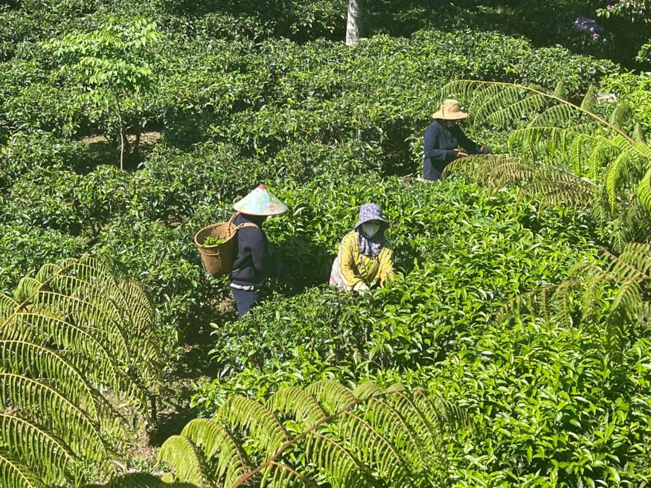Tea Garden House Villa Bảo Lộc Eksteriør billede